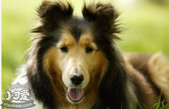 喜乐蒂吃什么狗粮 喜乐蒂牧羊犬狗粮选择推荐1