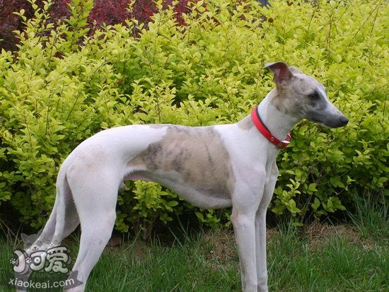 惠比特犬怎么美容 惠比特犬美容步骤详解1