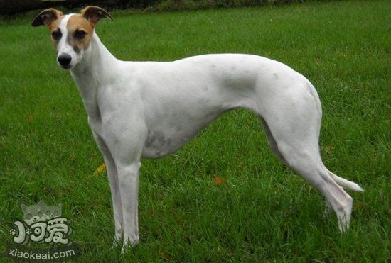 惠比特犬吃什么狗粮好 惠比特犬狗粮选购技巧1