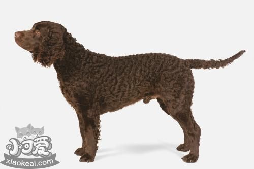 美国水猎犬怎么洗澡 美国水猎犬洗澡步骤