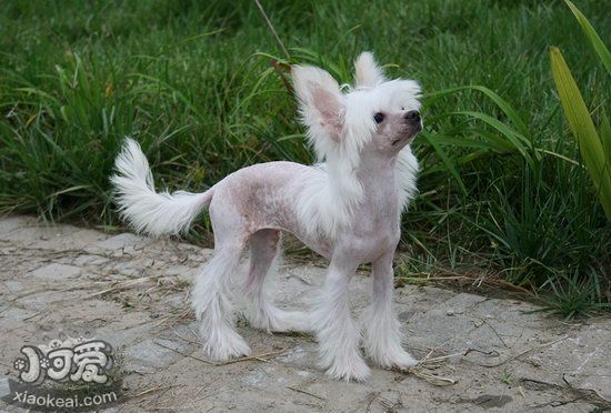 冠毛犬不能吃什么东西 中国冠毛犬不能吃的食物大全1