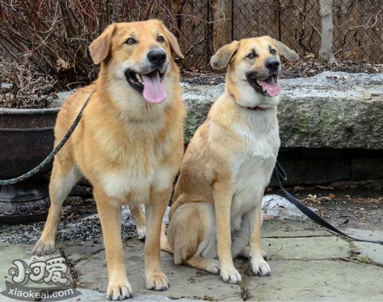 奇努克犬牙齿怎么清洁 奇努克犬牙齿护理方法2