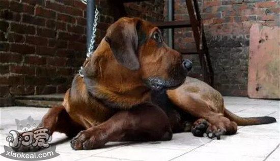普罗特猎犬指甲剪出血处理方法0
