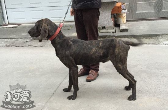 普罗特猎犬怎么修剪指甲 普罗特猎犬剪指甲方法1