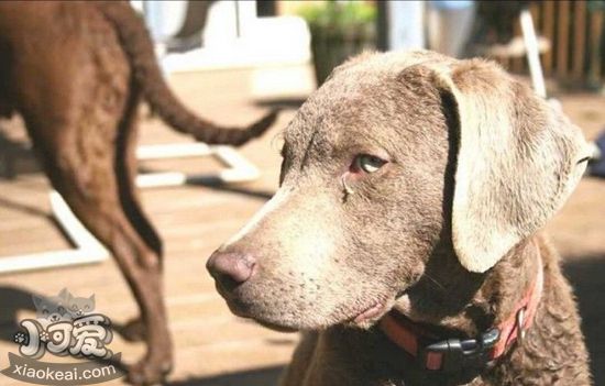 乞沙比克猎犬怎么护毛 毛发护理方法