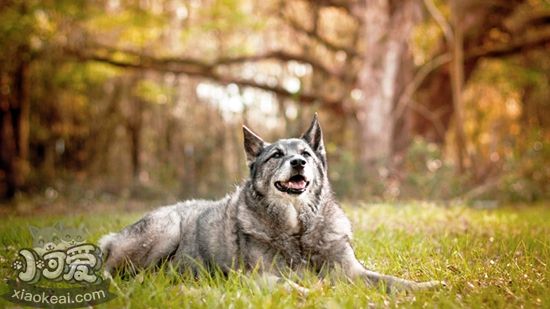  怎样喂养挪威猎鹿犬 科学喂养挪威猎鹿犬