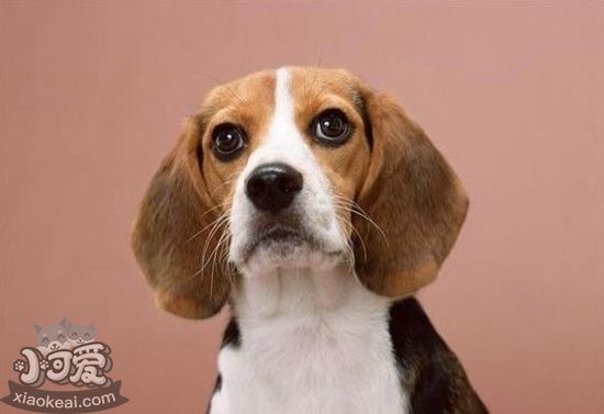美国猎狐犬性格怎么样 美国猎狐犬性格特点介绍