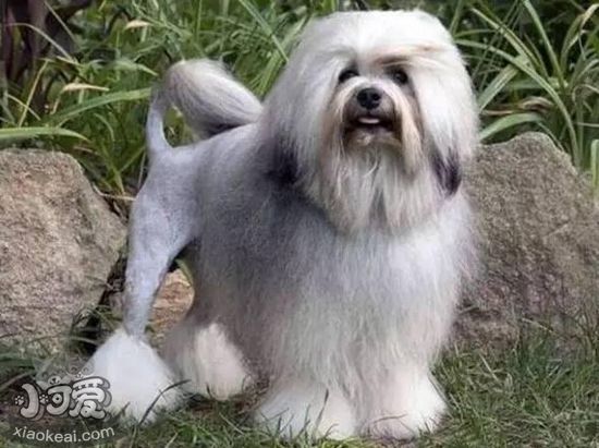 罗秦犬不能吃什么 罗秦犬喂食禁忌事项