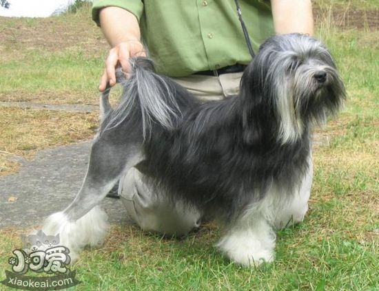 罗秦犬好养吗 罗秦犬饲养方法