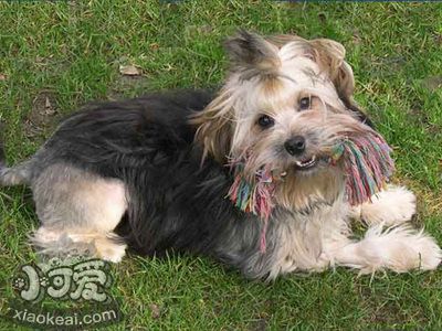 罗秦犬怎么护理 罗秦犬日常护理方法
