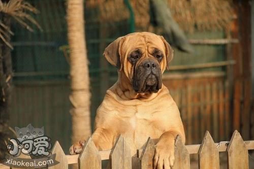 斗牛獒犬吃什么蔬菜 斗牛獒犬可食蔬菜介绍