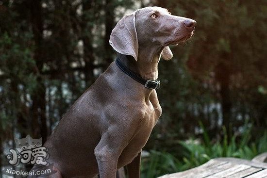 威玛猎犬拉稀怎么办 威玛猎犬拉肚子解决方法1