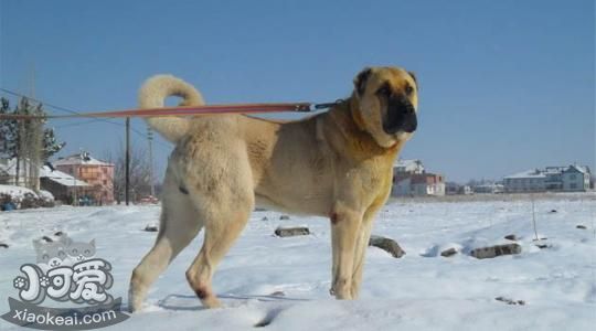 安纳托利亚牧羊犬怎么养 安纳托利亚牧羊犬饲养知识