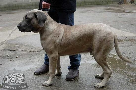 马士提夫犬发烧怎么解决 马士提夫獒犬发烧处理方案1
