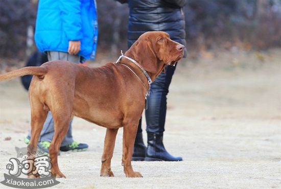 红骨猎浣熊犬吃什么狗粮 红骨猎浣熊犬狗粮推荐
