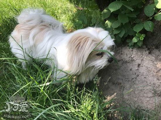 拉萨犬怎么洗澡 拉萨犬洗澡方法及注意事项1