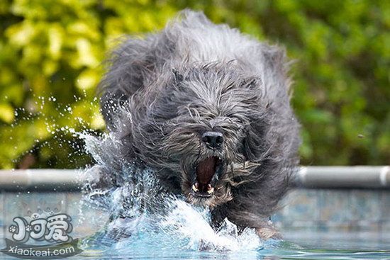 波兰德斯布比野犬耳朵怎么清洁护理流程1