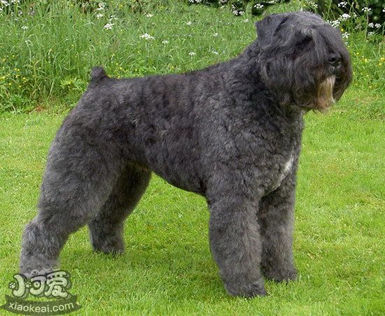 波兰德斯布比野犬感冒怎么治疗方法2