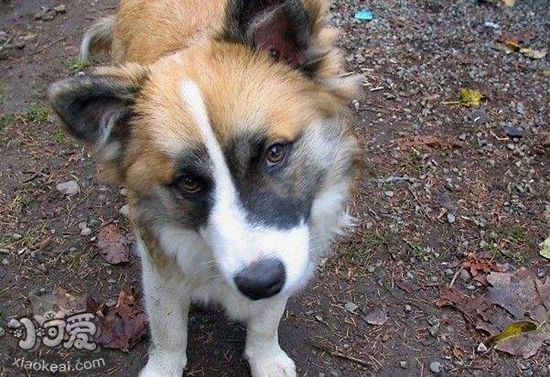 冰岛牧羊犬耳朵如何清洁 冰岛牧羊犬耳朵清洁方法