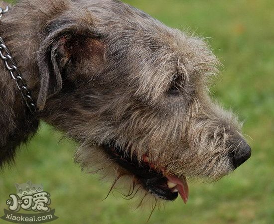 爱尔兰猎狼犬牙齿怎么护理 爱尔兰猎狼犬口腔清洁流程1