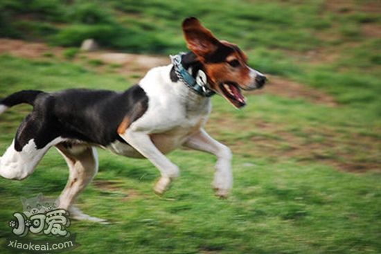 树丛浣熊猎犬如何饲养 树丛浣熊猎犬养护知识