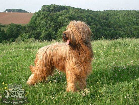 伯瑞犬牙齿怎么清洗 布雷猎犬口腔护理流程
