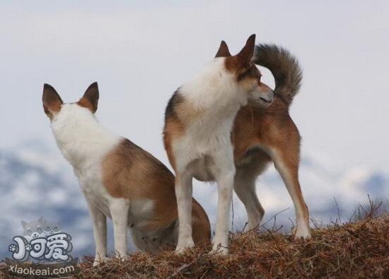 挪威伦德猎犬感冒怎么办 挪威伦德猎犬感冒处理方法1