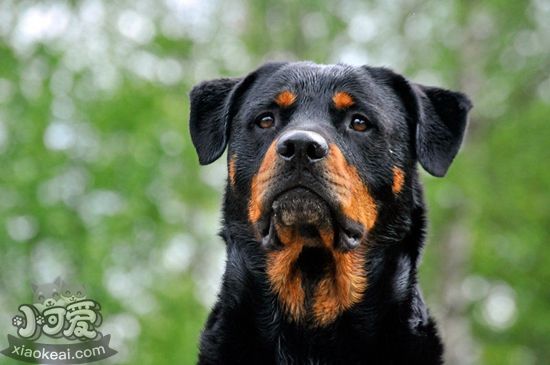 罗威纳犬厌食怎么办 罗威纳犬厌食解决办法