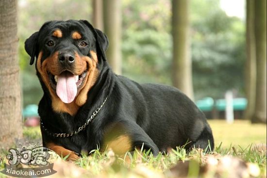 罗威纳犬牙齿怎么清洁 罗威纳犬牙齿亲各级方法