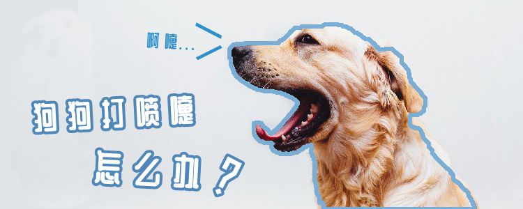 狗狗打喷嚏怎么办