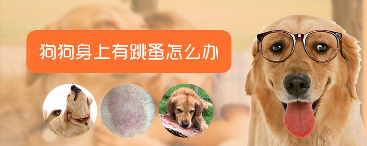狗狗身上有跳蚤怎么办1