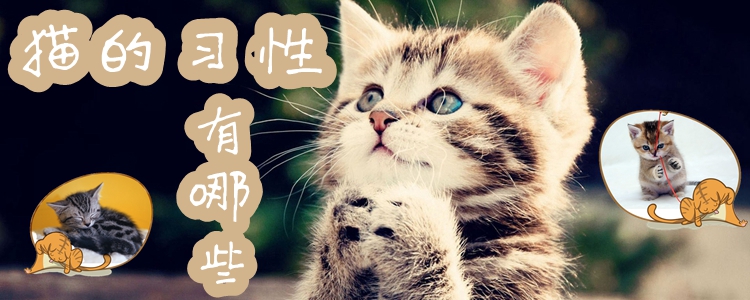 猫的习性有哪些