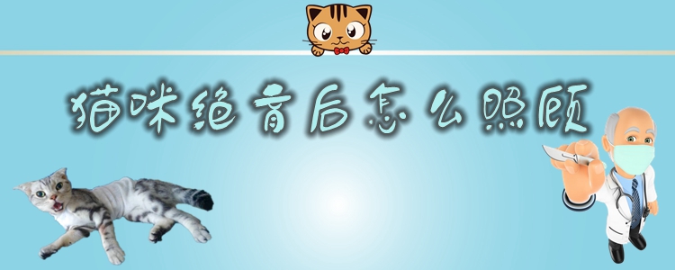 猫咪绝育后怎么照顾