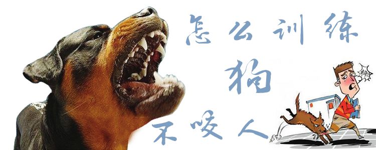 怎么训练狗不咬人1