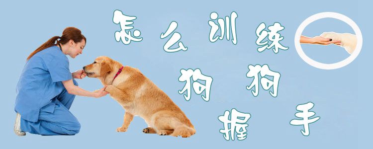 怎么训练狗握手