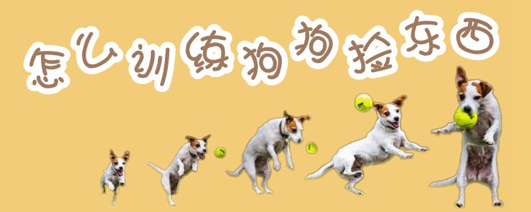 怎么训练狗狗捡东西