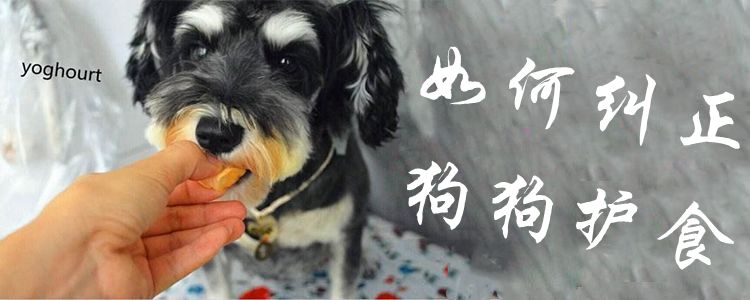 狗狗护食怎么纠正