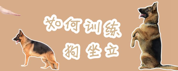 如何训练狗坐立