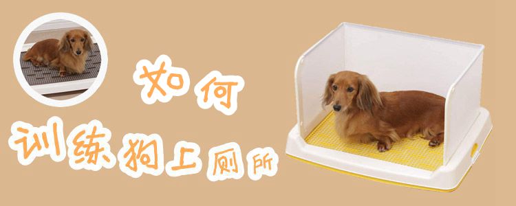 如何训练狗狗如厕