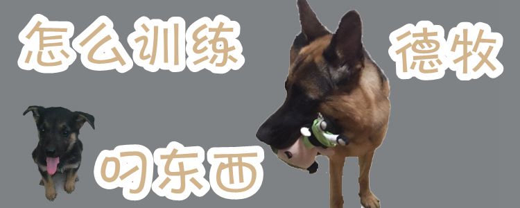 怎么训练德牧叼东西