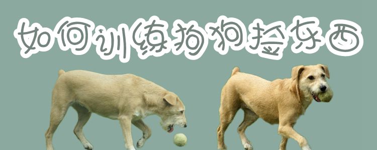 如何训练狗狗捡东西