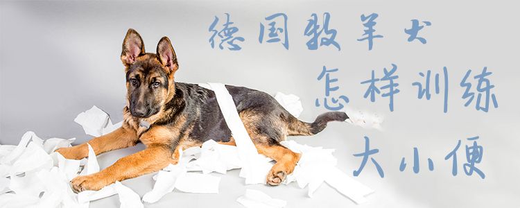 德国牧羊犬怎样训练大小便
