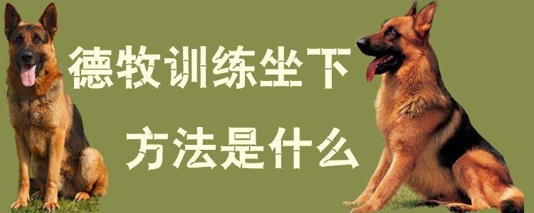德牧训练坐下方法是什么