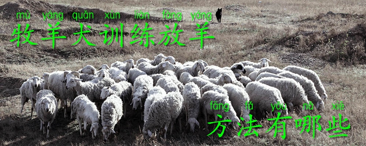 牧羊犬训练放羊方法有哪些