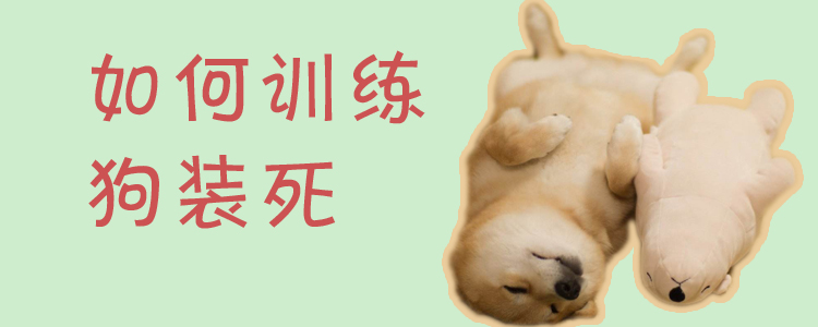 如何训练狗装死