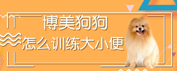 博美狗狗怎么训练大小便