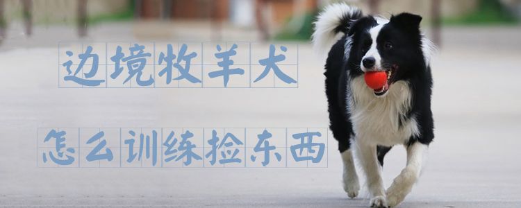 边境牧羊犬怎么训练捡东西