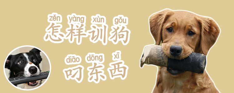 怎样训狗叼东西