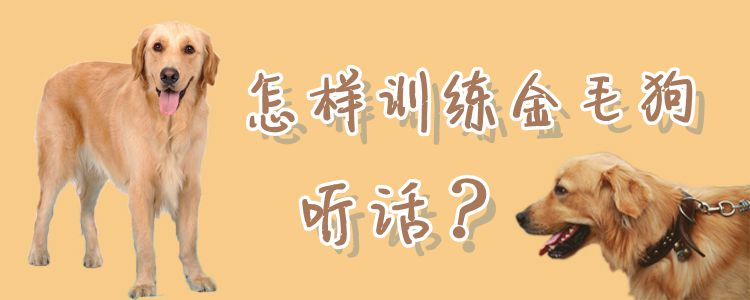 怎样训练金毛狗听话