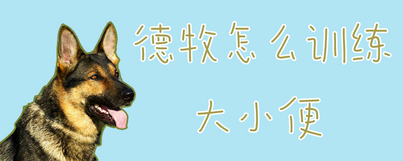 德牧怎么训练大小便